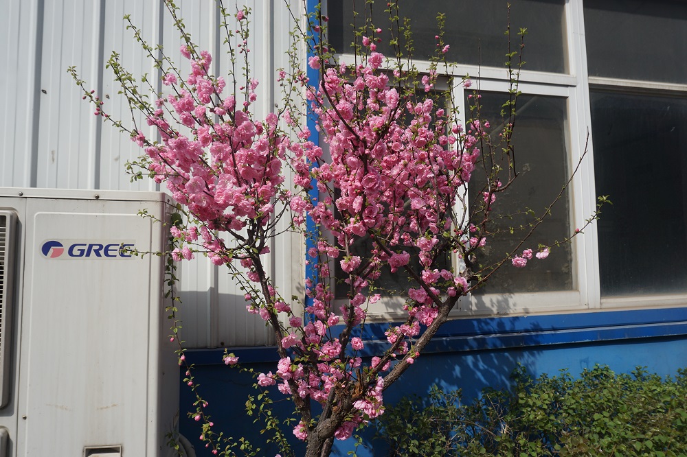 SPRING VIEW OF SUNSONG FACTORY